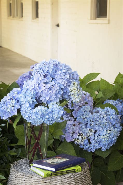 Some of the technologies we use are necessary for critical functions like security and site integrity, account authentication, security and privacy preferences, internal site usage and maintenance data, and to make the site work correctly for browsing and transactions. Blue Enchantress® Hydrangea | Hydrangea, Dried flower ...