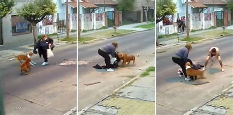 Impactante Video Una Mujer Fue Atacada Por Tres Perros Cuando Volvía A
