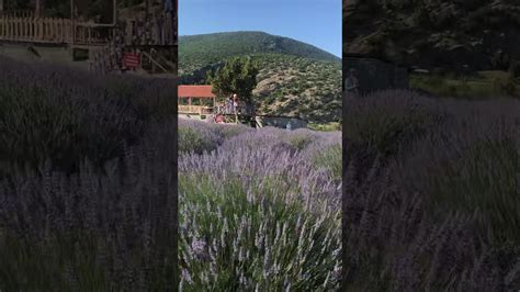 Browse hotel reviews and find the guaranteed best price on hotels for all budgets. Lavender Field, Isparta-Turkey 💜 - YouTube