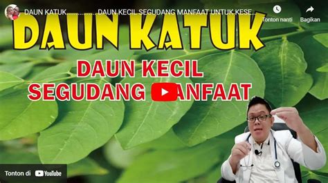 Daun Katu Untuk Kesehatan Dan Bagaimana Cara Mengolahnya