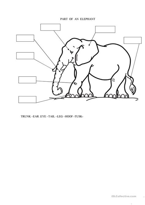 parts   elephant worksheet  esl printable worksheets