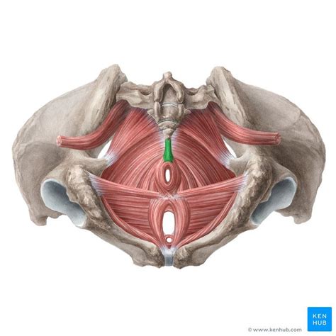 What does the sartorius do, and what injuries or conditions may affect the sartorius? Muscles of the pelvic floor | Pelvic floor, Pelvis anatomy ...