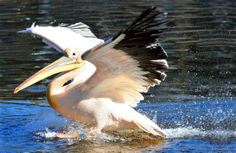 Pelican Description Habitat Image Diet And Interesting Facts