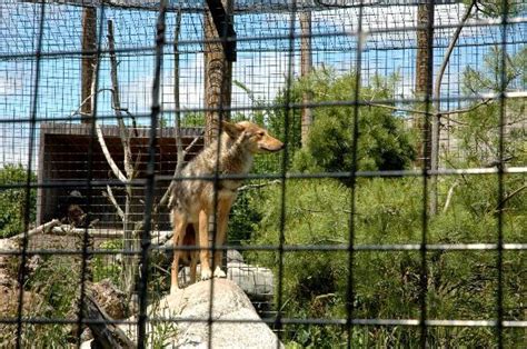 Coyote Exhibit Picture Of Buttonwood Park Zoo New Bedford Tripadvisor