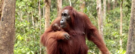 If you're travelling to borneo make sure you take the time to ethically see some of nature's most beautiful areas and creatures and do your bit to help make sure they're still around for future generations to learn about and visit. Orangutan Eco Tours | Orangutan Foundation International