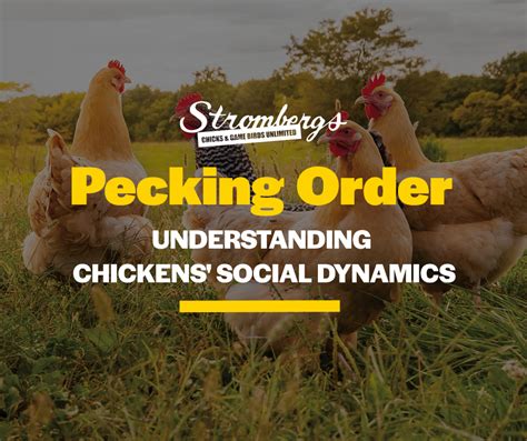Pecking Order Understanding Chickens Social Dynamics Strombergs