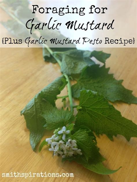 How To Forage For Garlic Mustard And Make Yummy Garlic Mustard Pesto