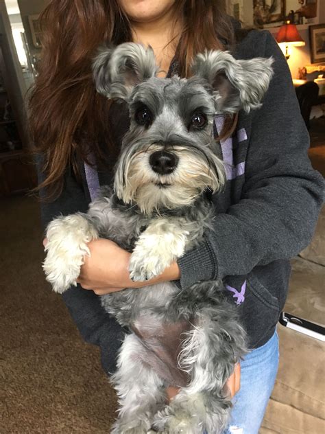 This dog brush is best for dogs with medium to long hair and for curly coats. Mini schnauzer Long lashes, curly hair. Adorable! Lillie ...