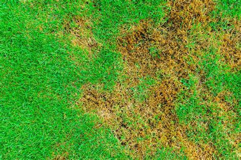 Everything You Need To Know About Lawn Pests