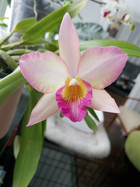 Fully Opened Up Iwanagara Apple Blossom Carmela Cattleya R Orchids