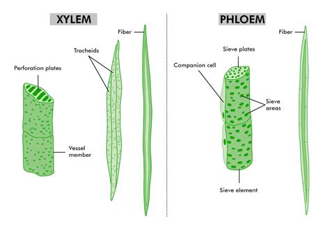 Permanent Tissues Class 9 Biology Geeksforgeeks