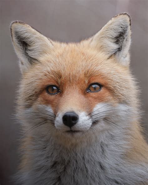 Fox Portrait Juzaphoto