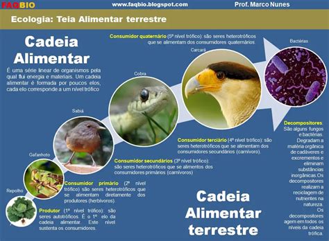 Imagens Da Cadeia Alimentar