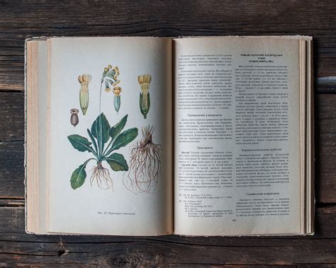 Libro Botánico Ilustrado Vintage Ilustraciones De Plantas Etsy