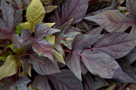 Ipomoea Sweet Georgia Deep Purple Plant Leaves Potato Vines Purple