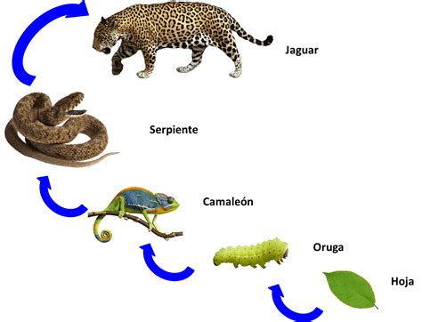 Qual Seria A Posição Trófica Do Ser Humano Nesse Sistema
