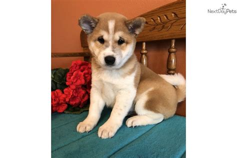 Finally, breeding two very small shiba inus together is likely to produce smaller than average puppies. None: Shiba Inu puppy for sale near Topeka, Kansas. | 47283a20-e891