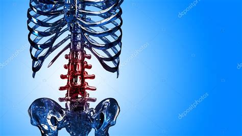detalhe do esqueleto da coluna vertebral e costelas em dor — fotografias de stock © kalozzolak