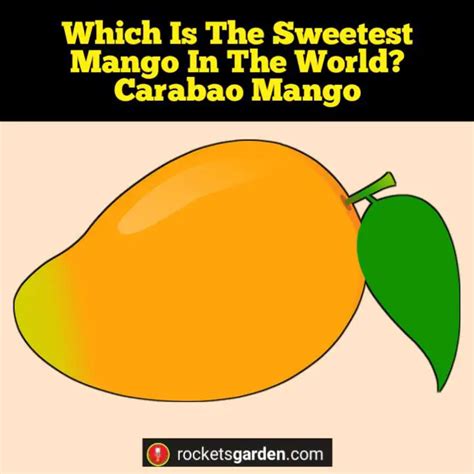 Sweetest Mango In The World Discover The Exquisite Flavor Of This