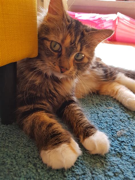 Our cats can look funny after they've been stung by bees, but it's important to know how to help them out as well. My cat got stung by a bee resulting in one very large paw ...