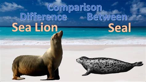 Sea lions are quite noisy as compared to seals which are quiet and vocal. Difference between Seal and Sea Lion | Sea lion vs Seal ...