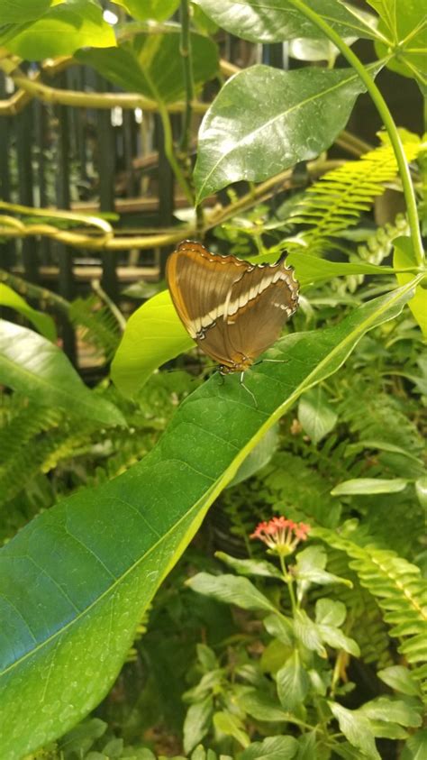 Li Aquarium Butterfly Exhibit Zoochat