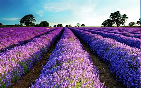 Lavender Field Purple Flowers Flowers Landscape Wallpapers Hd