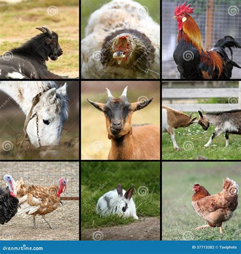 beaucoup d animaux de ferme ensemble photo stock image du pâturage volaille 37713382