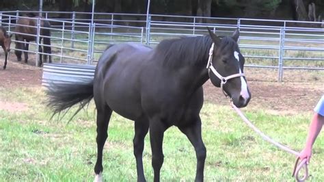 Rye Grass Staggers Natural Clinical Cases And Examination Procedure