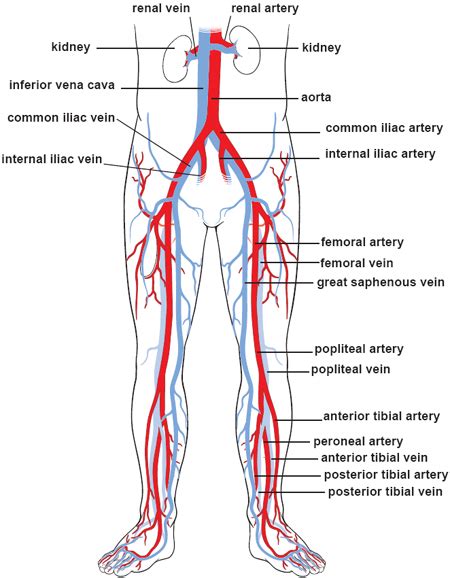 See more ideas about arteries and veins, arteries, veins. Illustrations of the Blood Vessels