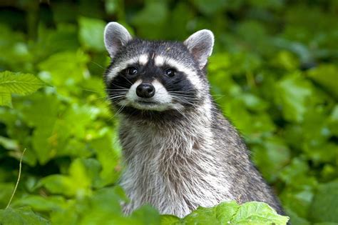 Eats Alaska Cute Animals Animals Raccoon