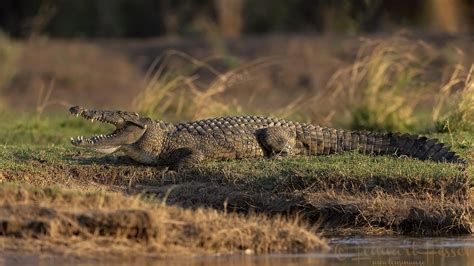 Zambezi River 2018 Lensman Lennart Hessel Photography