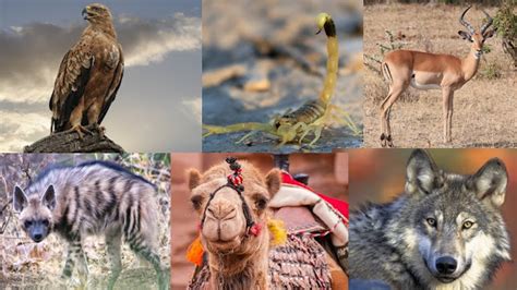 10 Desert Wild Animals Of United Arab Emirates Animals And Their Food