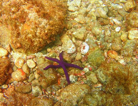 Purple Star A Purple Sea Star On The Seafloor Isla San P Flickr