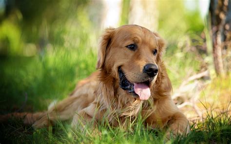 Golden Retriever Dog Temperament Exercise And Pictures