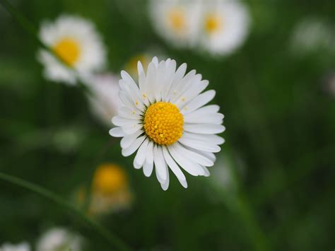 Free Images Flower Flowering Plant Oxeye Daisy Mayweed