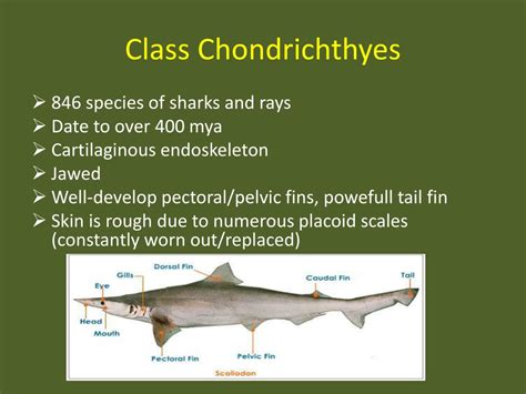 Ppt Kingdom Animalia Phylum Chordata Class Chondrichthyes Powerpoint
