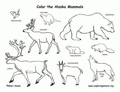 Mammal S Colouring Pages - Coloring Home