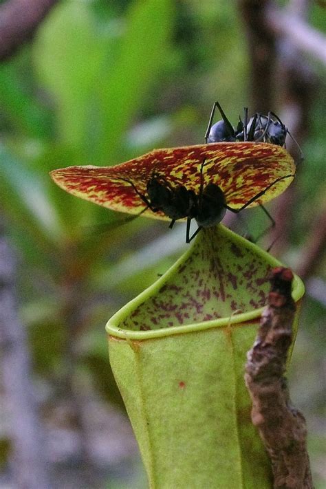 Bug Eating Plant Uses Raindrops To Capture Prey Live Science