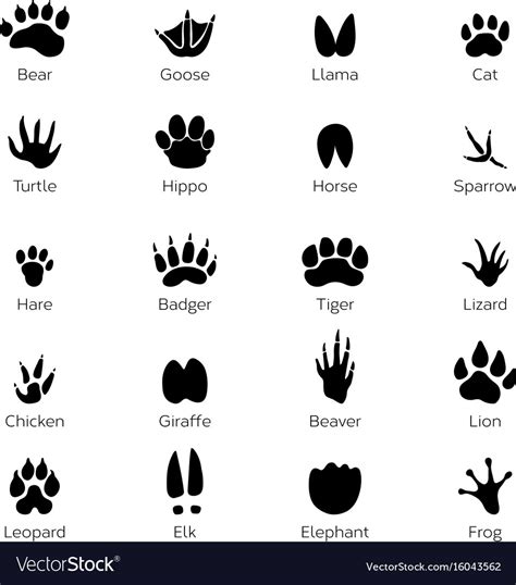 Different Footprints Of Birds And Animals Vector Image