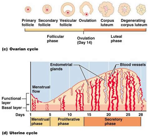 Physiology Of The Menstrual Cycle