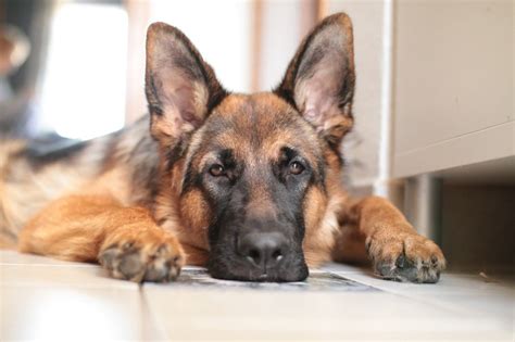 This organization certifies service dogs for anxiety and depression. Health | German Shepherd Dog HQ