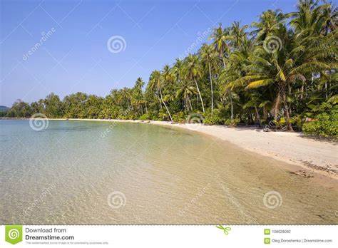 Beautiful Tropical Beach Coconut Palm Tree And Clean Sea
