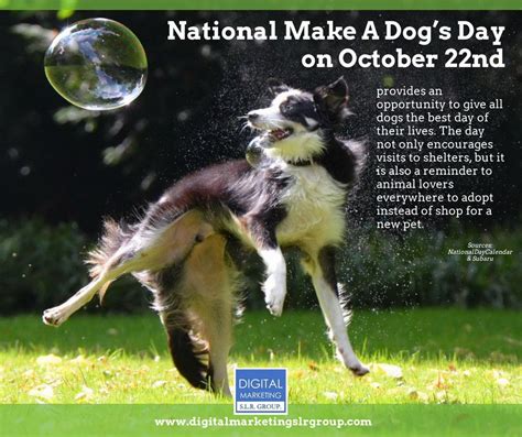 National Make A Dogs Day Border Collie Border Collie Dog Dogs