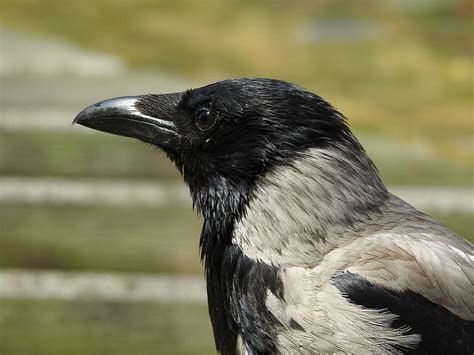 Black White Crow Head Bill Bird Animal Raven Raven Bird Grey