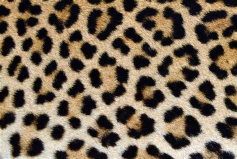 Leopard Skin Real Fur Pattern Stock Photo Download Image Now Istock