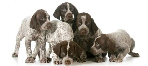 German Shorthaired Pointer Growth Chart Gsp Weight And Size