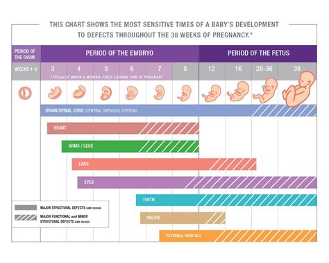 Embryology Timeline Fetal Development By Trimester An