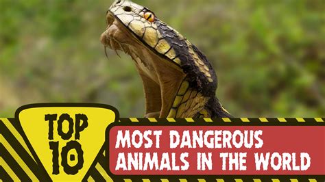 Top 10 Most Dangerous Animals In The World Riset