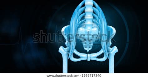 Human Hip Anatomy Blue Image 3d Stock Illustration 1999717340